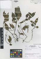 Type? of Colombobalanus excelsa (Lozano, Hern.Cam. & Henao) Nixon & Crepet [family FAGACEAE]