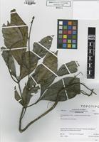 Type? of Colombobalanus excelsa (Lozano, Hern.Cam. & Henao) Nixon & Crepet [family FAGACEAE]