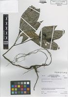Type? of Colombobalanus excelsa (Lozano, Hern.Cam. & Henao) Nixon & Crepet [family FAGACEAE]