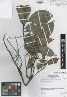 Type? of Colombobalanus excelsa (Lozano, Hern.Cam. & Henao) Nixon & Crepet [family FAGACEAE]