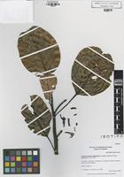 Isotype of Pseudomonotes tropenbosii A.C.Londoño, E.Alvarez & Forero [family DIPTEROCARPACEAE]
