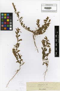 Filed as Evolvulus alsinoides (L.) L. [family CONVOLVULACEAE]