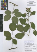 Isotype of Rubus pottianus H.E. Weber [family ROSACEAE]