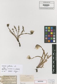 Isotype of Taraxacum pollichii Soest [family ASTERACEAE]