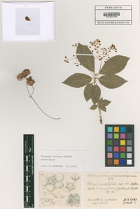 Lectotype of Euonymus planipes Koehne [family CELASTRACEAE]