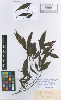 Isotype of Aidia gardneri (Thwaites) Tirveng. [family RUBIACEAE]
