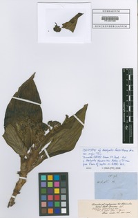 Isotype of Hedyotis lessertiana Thwaites var. major Thwaites [family RUBIACEAE]