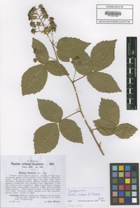 Isotype of Rubus sieberi H. Hofm. [family ROSACEAE]