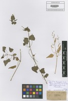 Type? of Adenocline acuta (Thunb.) Baill. [family EUPHORBIACEAE]
