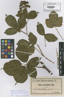 Filed as Rubus pyramidalis Kaltenb. forma aprica F. Kretzer ex Baen.? [family ROSACEAE]