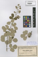 Filed as Rubus ulmifolius Schott subsp. anatolicus (Focke) Focke [family ROSACEAE]