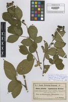 Isotype of Rubus plicatus x hypomalacus F. Kretzer ex Baen. [family ROSACEAE]