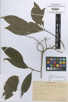 Syntype of Airosperma psychotrioides K. Schum. & Lauterb. [family RUBIACEAE]