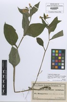 Filed as Symphytum tuberosum l. x cordatum waldst. & kit. Baen. [family BORAGINACEAE]