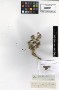Filed as Centaurea aegyptiaca L. [family ASTERACEAE]