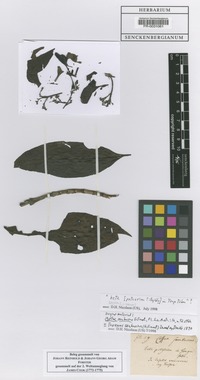Filed as Tarenna sambucina (G. Forst.) T. Durand ex Drake [family RUBIACEAE]