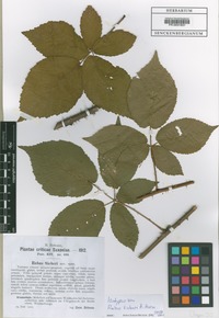 Isotype of Rubus sieberi H. Hofm. [family ROSACEAE]