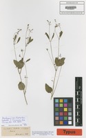 Isotype of Euphorbia leptalea S. Schauer [family EUPHORBIACEAE]
