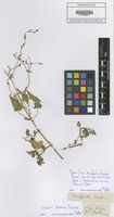 Type? of Adenocline acuta (Thunb.) Baill. [family EUPHORBIACEAE]