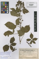 Isotype of Rubus rudis Weihe forma plicata F. Kretzer ex Baen. [family ROSACEAE]