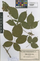 Filed as Rubus sulcatus Vest forma umbrosa F. Kretzer ex Baen.? [family ROSACEAE]