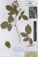 Isotype of Rubus pannosus P. J. Müll. & Wirtg. [family ROSACEAE]