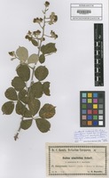 Filed as Rubus ulmifolius Schott subsp. anatolicus (Focke) Focke [family ROSACEAE]