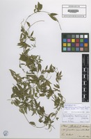 Isotype of Metastelma martinicense Schltr. [family ASCLEPIADACEAE]