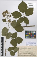 Isotype of Rubus pallidus x vestitus F. Kretzer ex Baen. [family ROSACEAE]