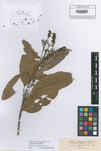Isotype of Sapindus bifoliolatus (Thwaites) Hiern [family SAPINDACEAE]