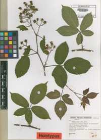 Holotype of Rubus tauni W.Schnedler & H.Grossh. [family ROSACEAE]