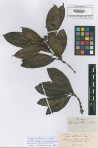Isotype of Stylocoryna webera (Willd.) A. Rich. var. montana Thwaites [family RUBIACEAE]