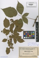 Filed as Rubus sulcatus Vest forma umbrosa F. Kretzer ex Baen.? [family ROSACEAE]