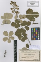 Filed as Rubus ulmifolius Schott subsp. anatolicus (Focke) Focke [family ROSACEAE]