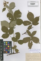 Type? of Rubus dasyclados A. Kern. [family ROSACEAE]
