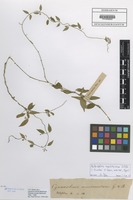Type of Metastelma sieberi E. Fourn. [family ASCLEPIADACEAE]