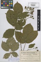 Isotype of Rubus sprengelii x villicaulis Utsch in Baen. forma subcanescens Utsch in Baen. [family ROSACEAE]
