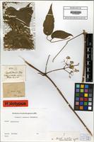 Holotype of Clematis simensis Fresen. 1837 [family RANUNCULACEAE]