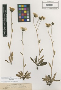 Isosyntype of Hieracium subspeciosum Nägeli ex Prantl subsp. subspeciosum [family ASTERACEAE]