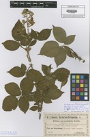 Isotype of Rubus pyramidalis Kaltenb. forma subglandulosa F. Kretzer ex Baen. [family ROSACEAE]