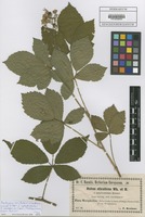 Isotype of Rubus silvaticus Weihe & Nees forma aphyllostachys F. Kretzer ex Baen. [family ROSACEAE]