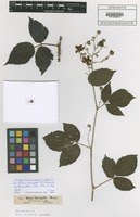 Filed as Rubus sprengelii Weihe [family ROSACEAE]