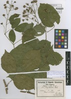Type of Rubus scaber Weihe & Nees var. oligotrichus Kupcsok [family ROSACEAE]