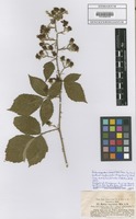 Syntype of Rubus amiantinus (Focke) Foerster [family ROSACEAE]