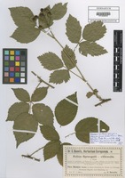 Isotype of Rubus sprengelii x villicaulis Utsch in Baen. forma viridis Utsch in Baen. [family ROSACEAE]