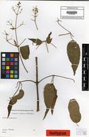 Isotype of Clematis simensis Fresen. 1837 [family RANUNCULACEAE]