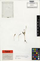 Lectotype of Ophioglossum braunii Prantl 1883 [family OPHIOGLOSSACEAE]