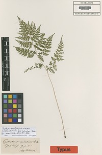 Syntype of Cystopteris sudetica A. Braun ex Milde [family WOODSIACEAE]