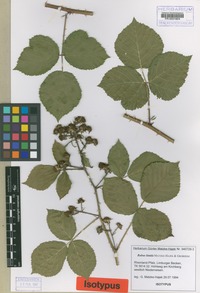 Isotype of Rubus limitis Matzk. & H. Grossh. [family ROSACEAE]