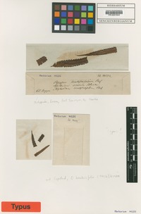 Type of Osmunda banksiifolia (C. Presl) Kuhn [family OSMUNDACEAE]
